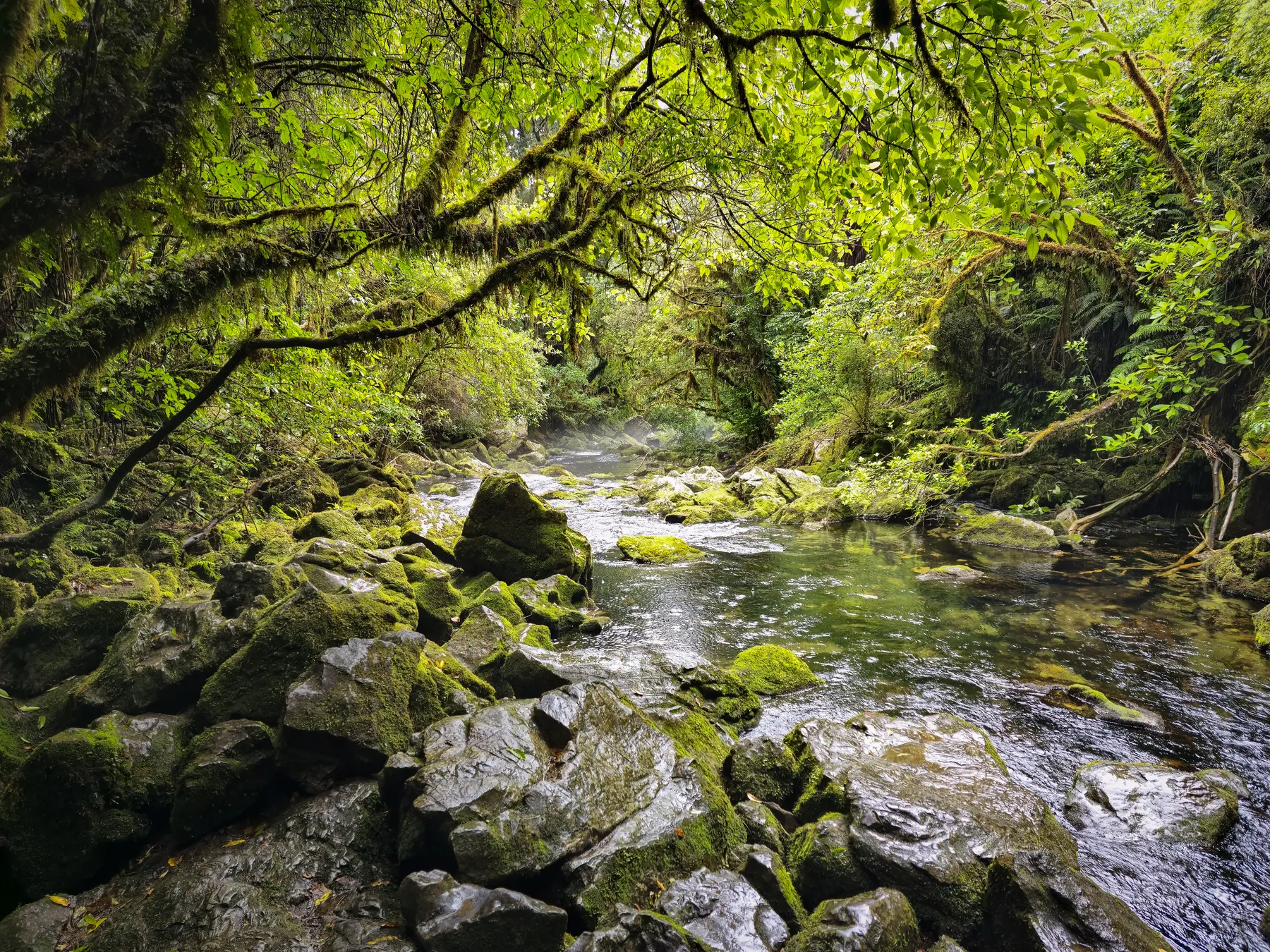 The green trees and stream of the Riuwaka Resurgence in New Zealand